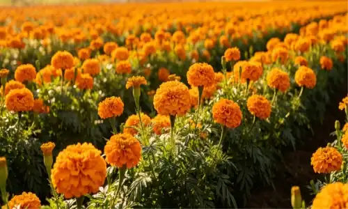 Lutein From Marigold Extract: Benefits, Uses, and Buying Guide